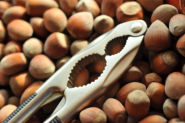 Nutcracker and hazelnuts — Stock Photo, Image