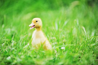 Chick and green grass clipart