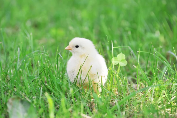 Chick and green grass — Stock Photo, Image