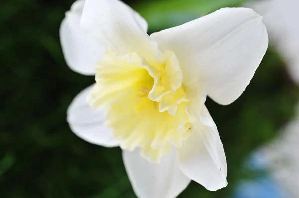 Egy virágzó nárcisz — Stock Fotó