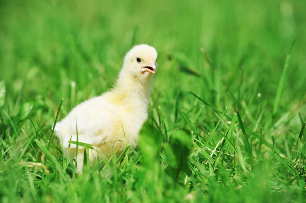 Chick and green grass — Stock Photo, Image