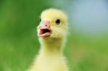 Cute fluffy chick clipart