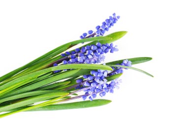 Blue hyacinths clipart