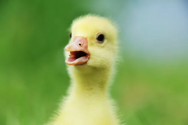 Söta fluffiga chick — Stockfoto