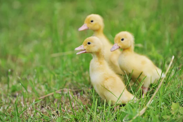 Tre fluffig kycklingar — Stockfoto