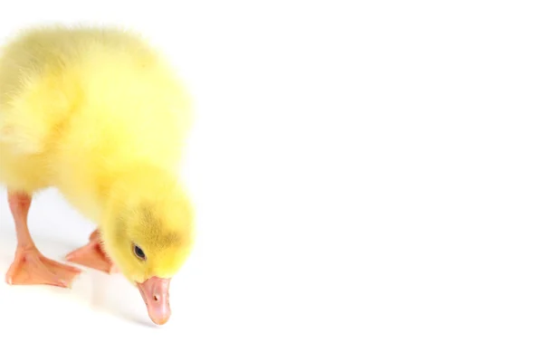 Żółte kaczątko puszyste — Zdjęcie stockowe