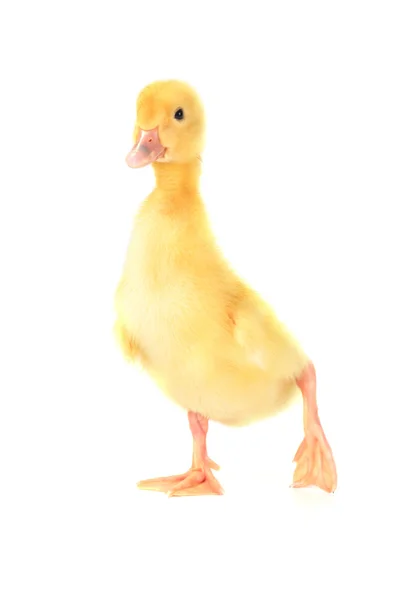 黄色蓬松小鸭 — 图库照片