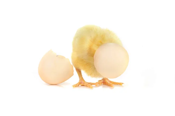 Fluffy chicken — Stock Photo, Image