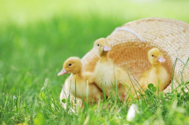 Fluffy ducklings clipart