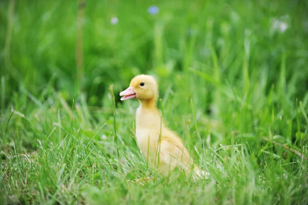 在绿色草地上的小鸭 — 图库照片