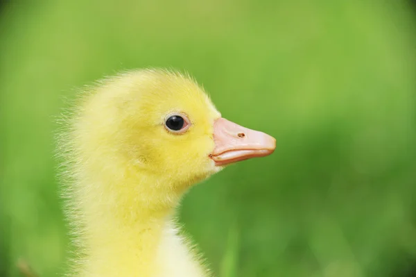 Schattig pluizig chick — Stockfoto