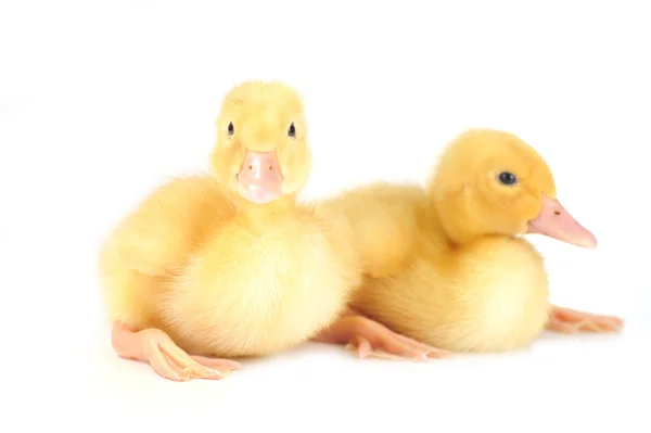 노란 솜 털 ducklings — 스톡 사진