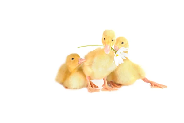 黄色绒毛雏鸭 — 图库照片