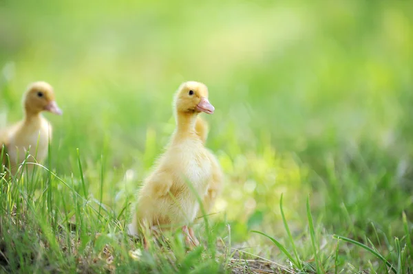 Två fluffig kycklingar — Stockfoto