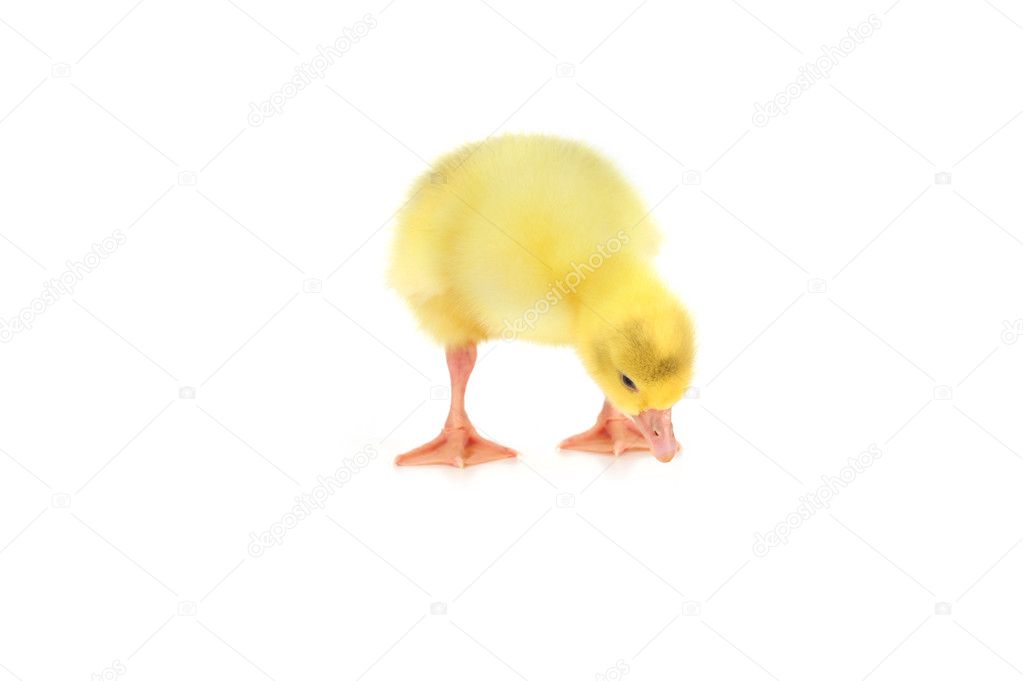 Yellow fluffy duckling