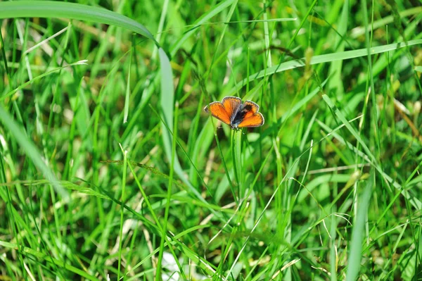 Mariposa roja —  Fotos de Stock
