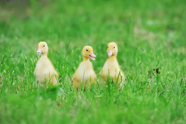 Tres pollitos esponjosos — Foto de Stock