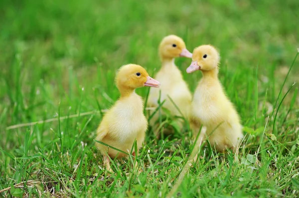 Three fluffy chicks — Stock Photo © Taden1 #12680667