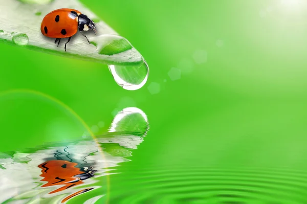 Helder groen blad met lieveheersbeestje en water neerzetten — Stockfoto