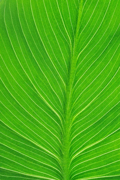 明るい緑の葉 — ストック写真
