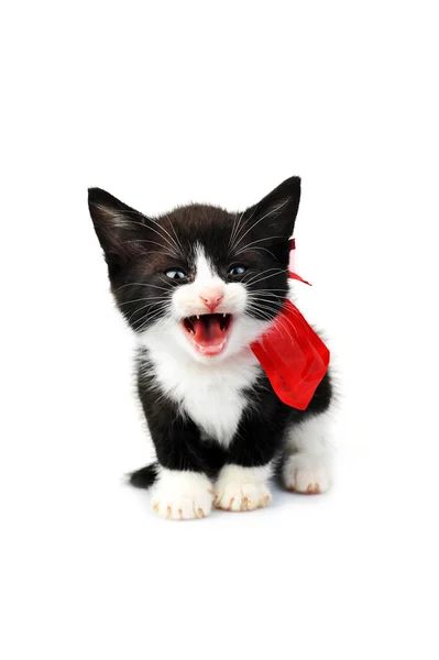 Vacker liten kattunge — Stockfoto