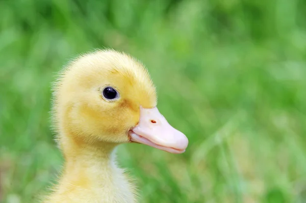 Söta fluffiga chick — Stockfoto