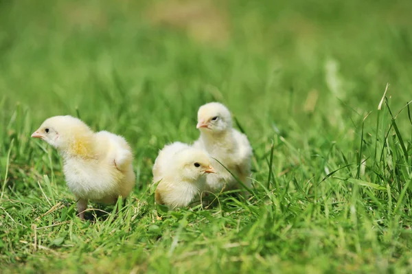 Three fluffy chicks