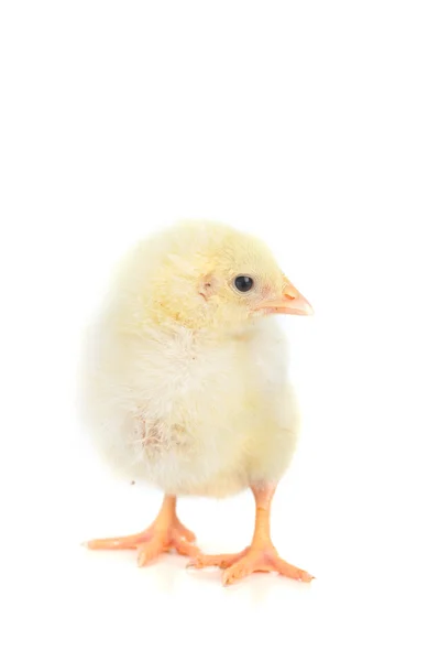 Fluffiga kyckling — Stockfoto