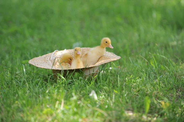 Fluffy ducklings — Stock Photo, Image