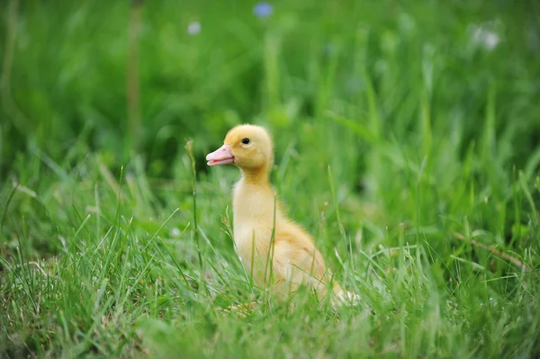 Yeşil çimenlerin üzerinde ördek yavrusu — Stok fotoğraf
