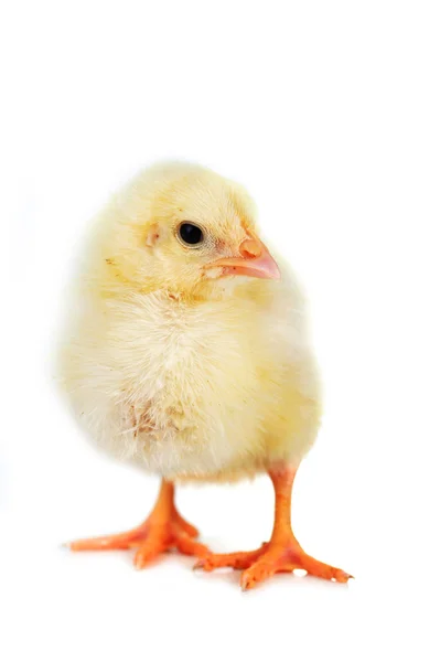 Puszyste kurczaka — Zdjęcie stockowe