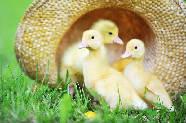 stock image Fluffy ducklings