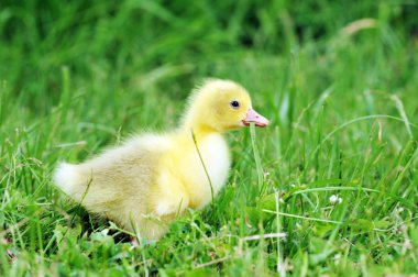 Duckling on green grass clipart