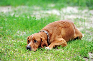 kahverengi köpek