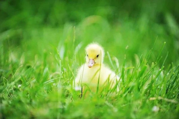 Canard sur l'herbe verte — Photo