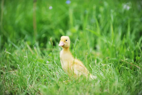緑の草にアヒルの子 — ストック写真