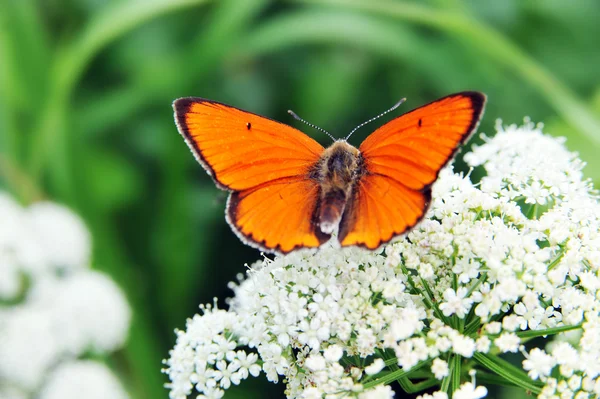 Frumos fluture — Fotografie, imagine de stoc