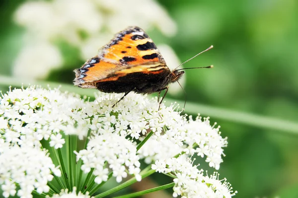 Frumos fluture — Fotografie, imagine de stoc