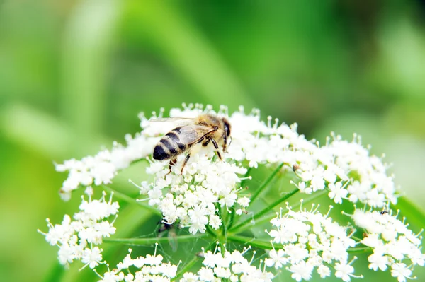 Miere de albine — Fotografie, imagine de stoc