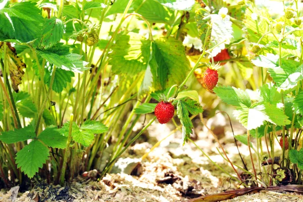 草莓布什 — 图库照片