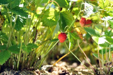 Strawberry bush clipart