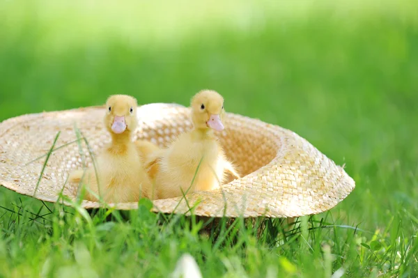 솜 털 ducklings — 스톡 사진