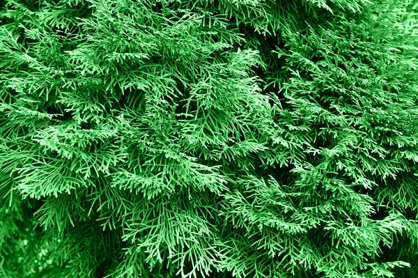 Πράσινο thuja — Φωτογραφία Αρχείου