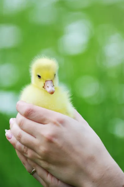 Little chick — Stock Photo, Image