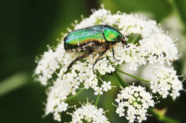 stock image Bronze beetle