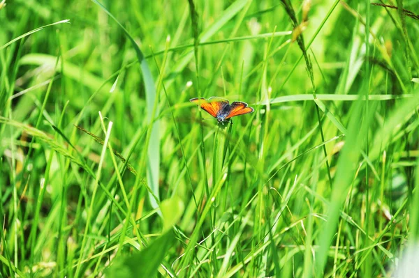 Farfalla rossa — Foto Stock