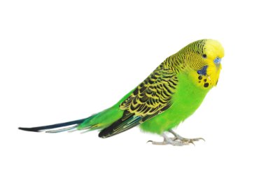 Portrait of budgerigar clipart