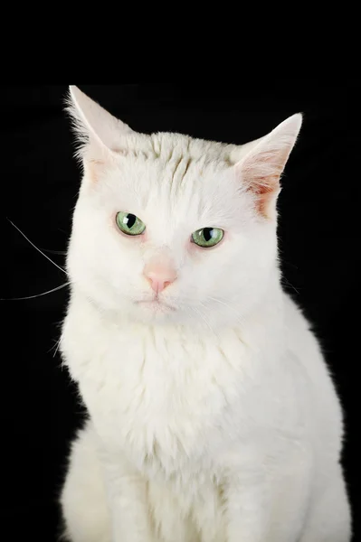 Λευκό οικόσιτης γάτας — Φωτογραφία Αρχείου