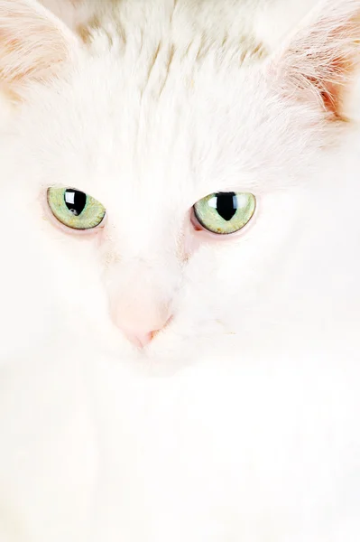 पांढरा घरगुती मांजर — स्टॉक फोटो, इमेज