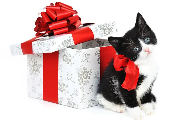 Маленький милий кошеня з подарунковою коробкою — стокове фото
